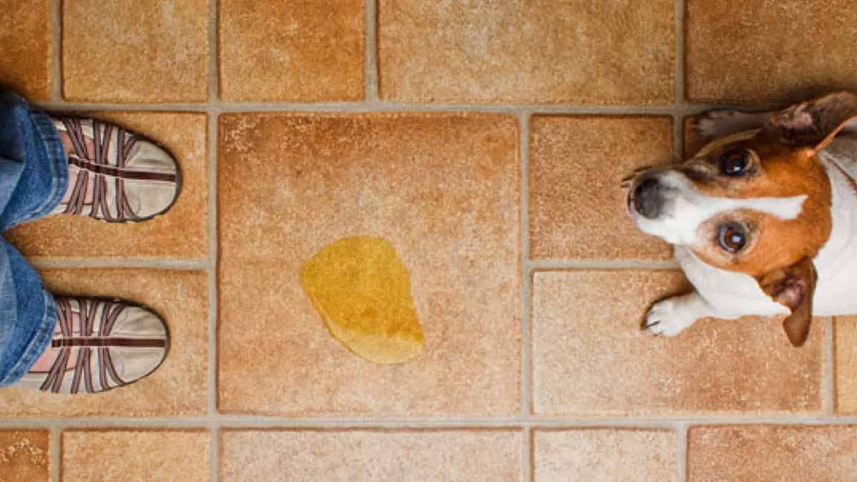 3 erreurs à éviter pour le nettoyage de l’urine