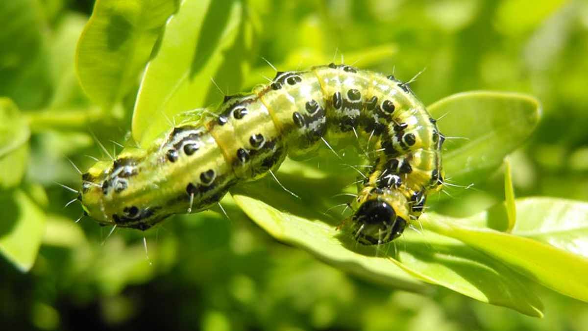 Débarrasser définitivement les insectes verts