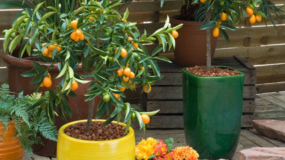 planter un citronnier en pot