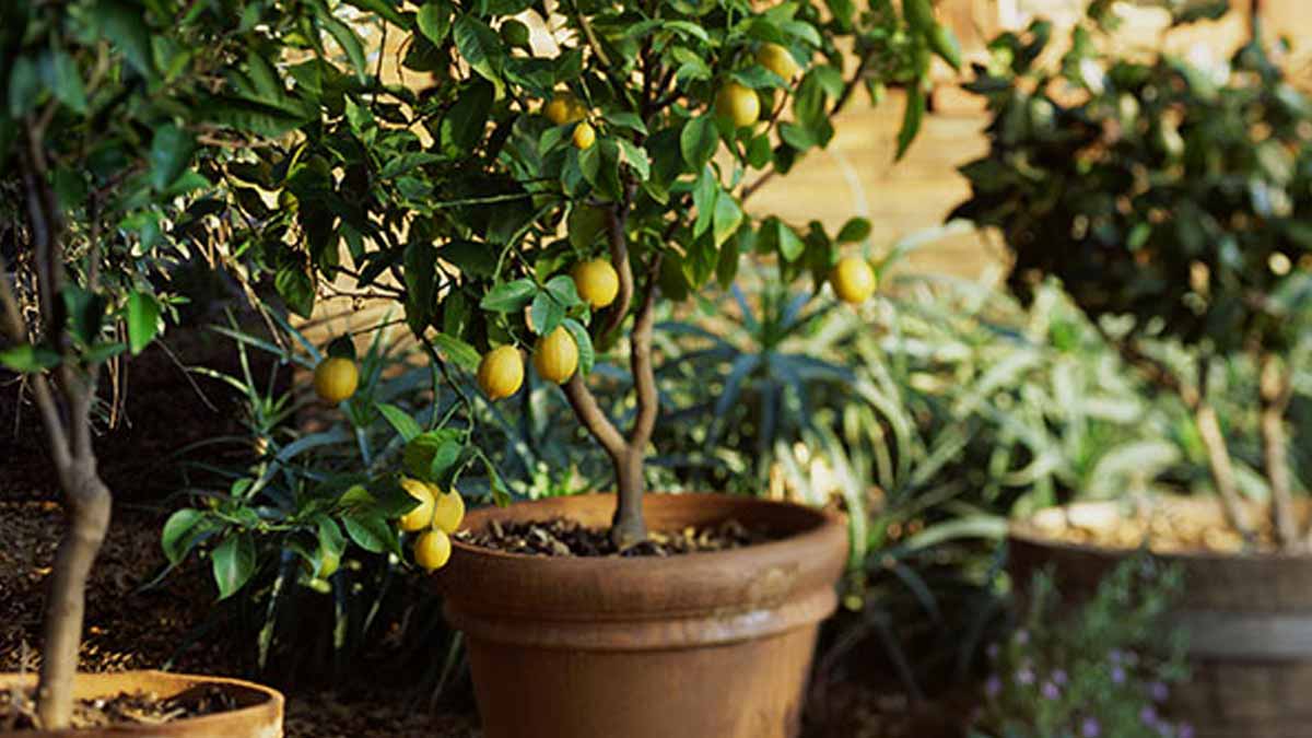 Planter un citronnier