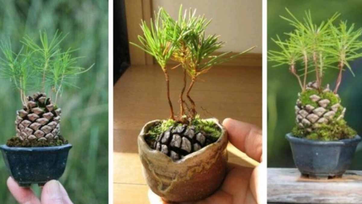 Processus de germination d’une pomme de pin selon les règles d’art de l’agriculture moderne