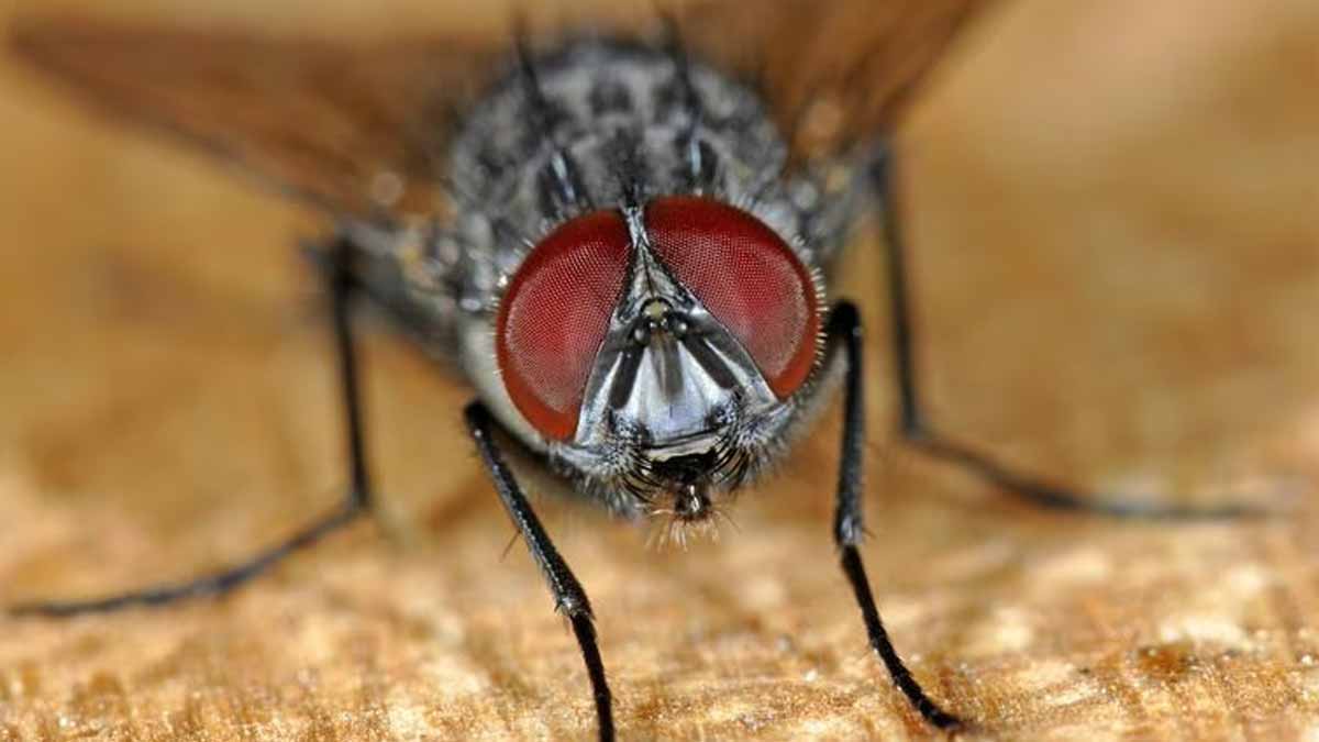 se débarrasser des mouches dans votre maison