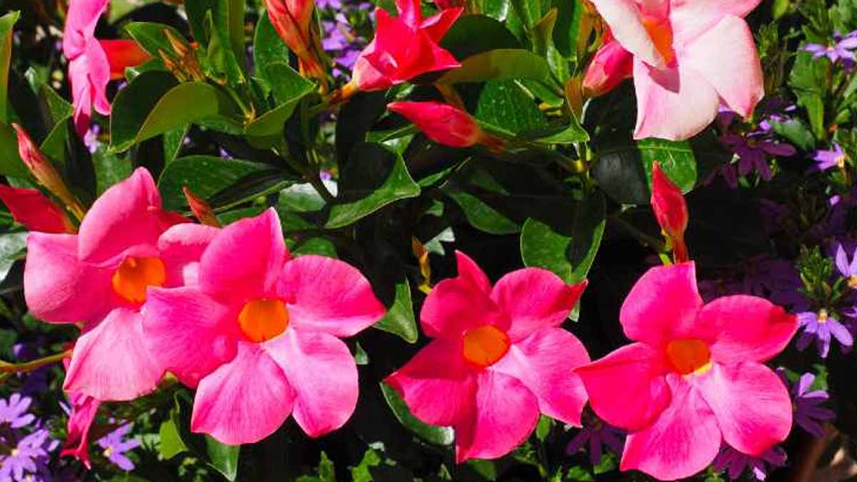 avoir une floraison luxuriante de façon naturelle avec une astuce d’un jardinier