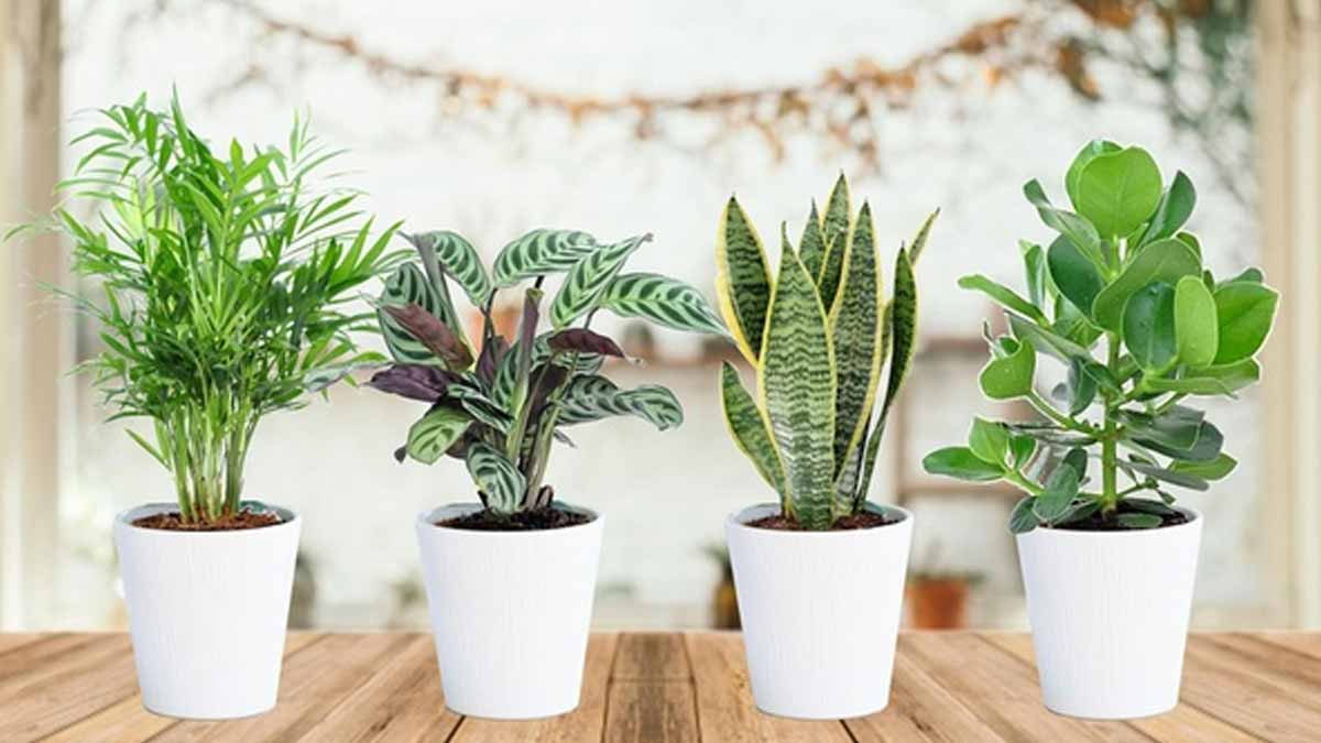 Est-il possible d’améliorer la qualité de l’air dans son domicile en utilisant des plantes ?