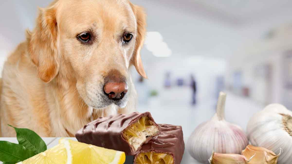 aliments à éviter de donner à votre chien