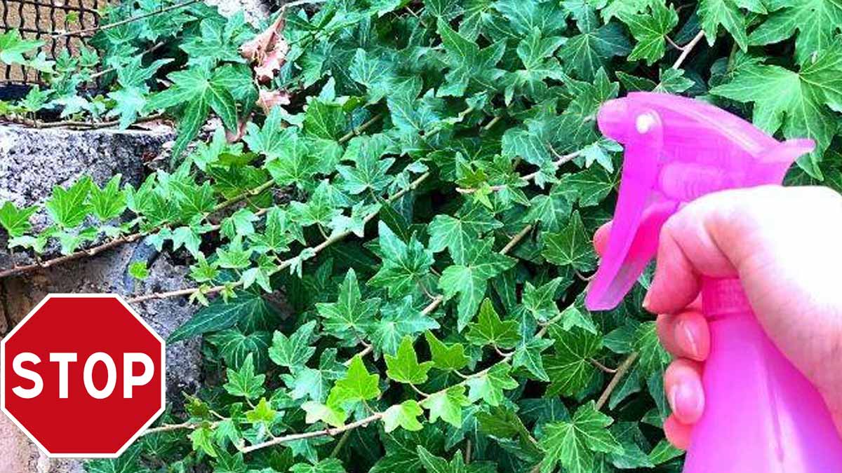 éliminer le lierre de manière naturelle