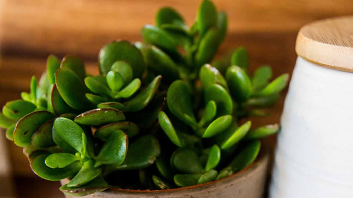 favoriser la croissance de son arbre de Jade