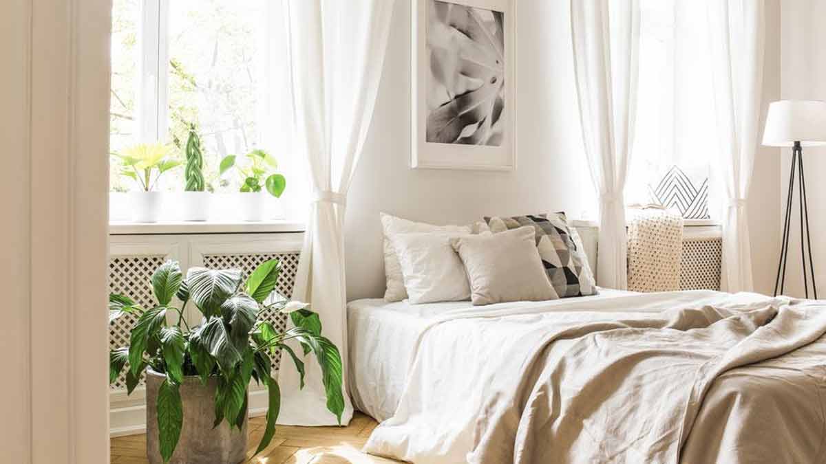 plantes indispensables à avoir dans votre chambre