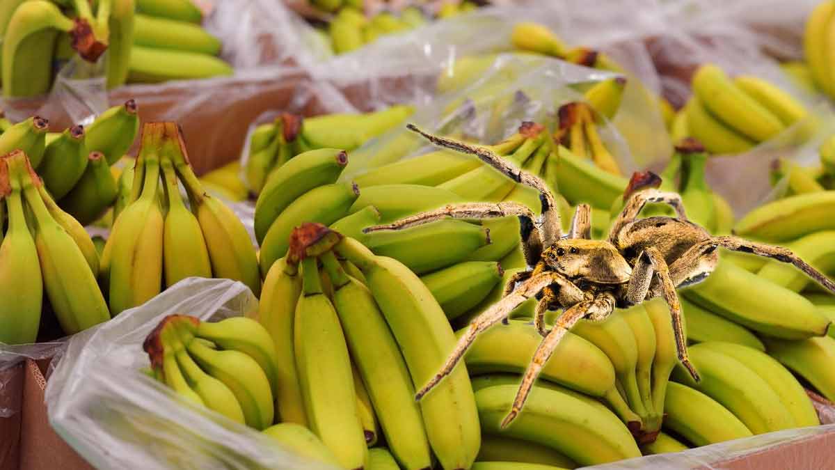 Des araignées-bananes au les rayons fruits et légume d’un supermarché, les clients effrayés