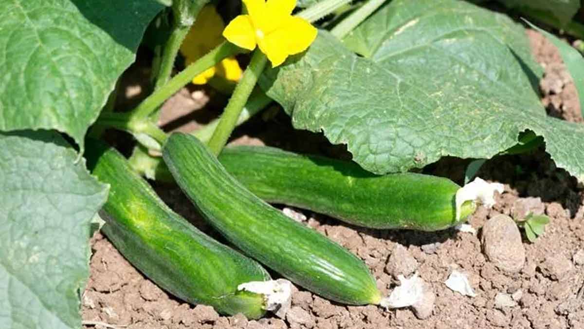 plantation de concombres