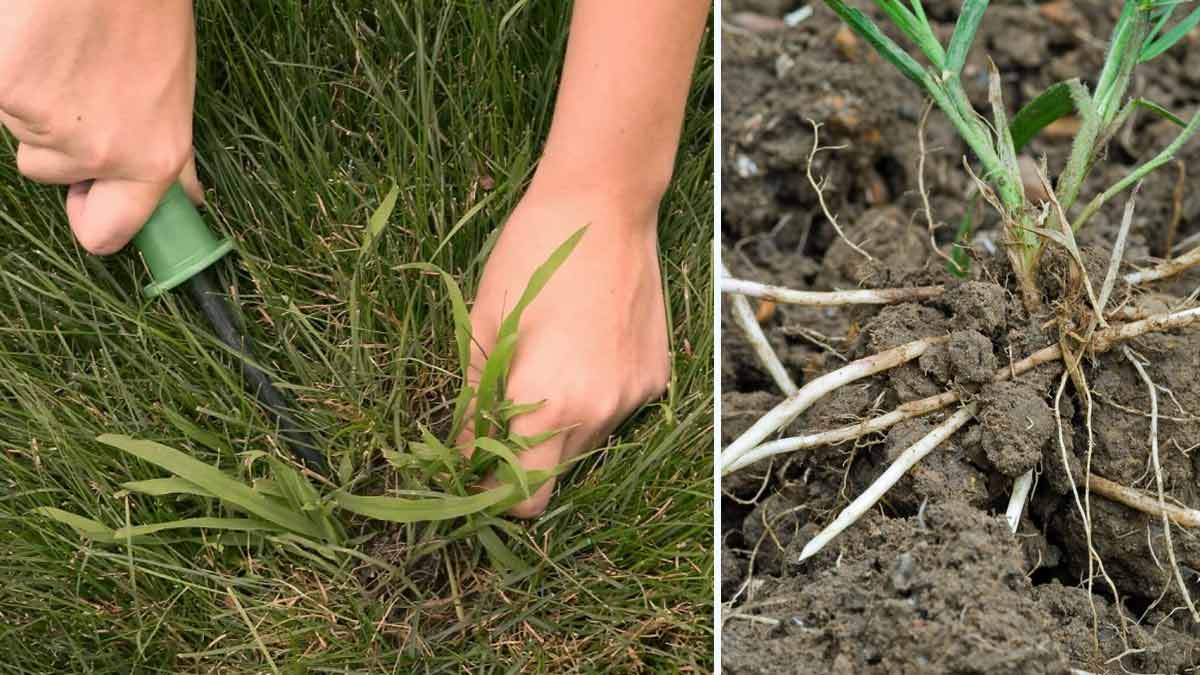 Se débarrasser des mauvaises herbes de la pelouse efficacement sans faire appel à l’utilisation de produits chimiques