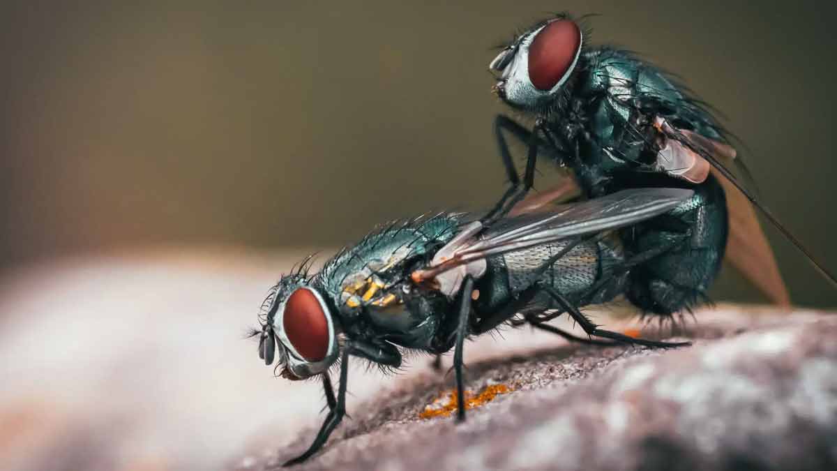 Empêcher l’envahissement des mouches de manière naturelle, sans faire appel à l’utilisation des produits chimiques