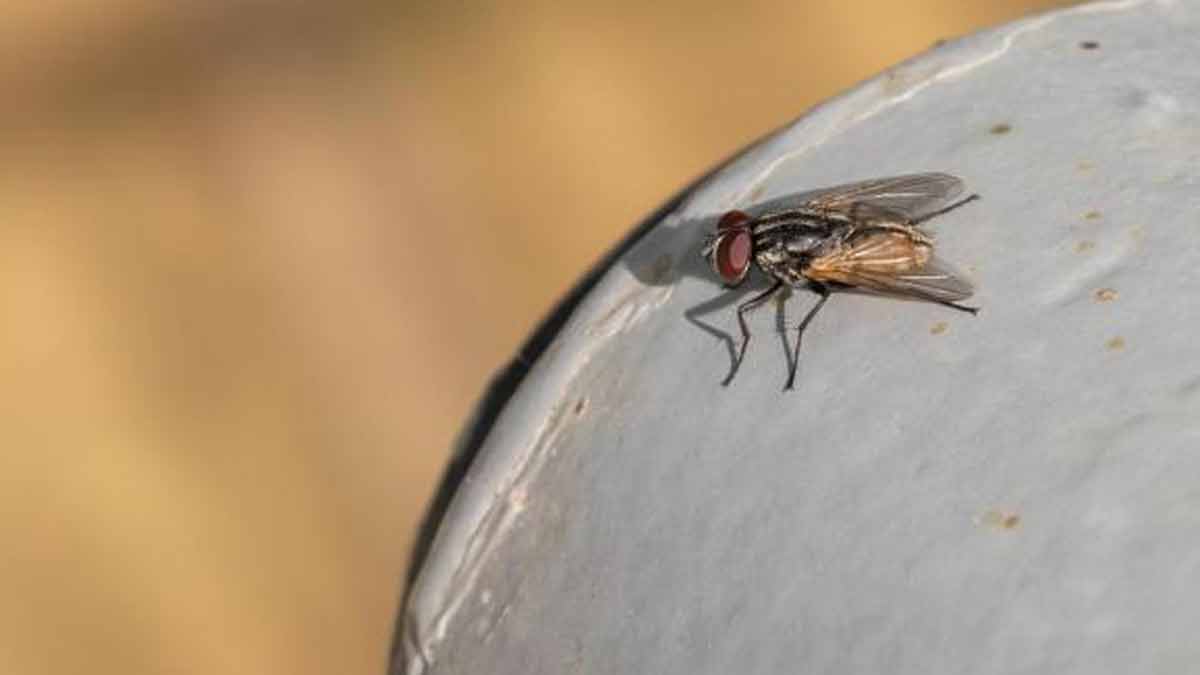 Se débarrasser des moustiques dignement sans les tuer au sein de la maison