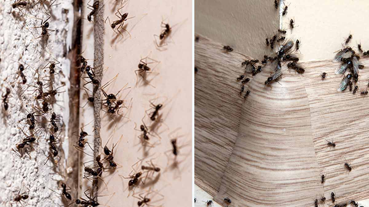 astuces-infaillibles-pour-se-debarrasser-des-fourmis-sans-les-tuer-avec-des-moyens-simples