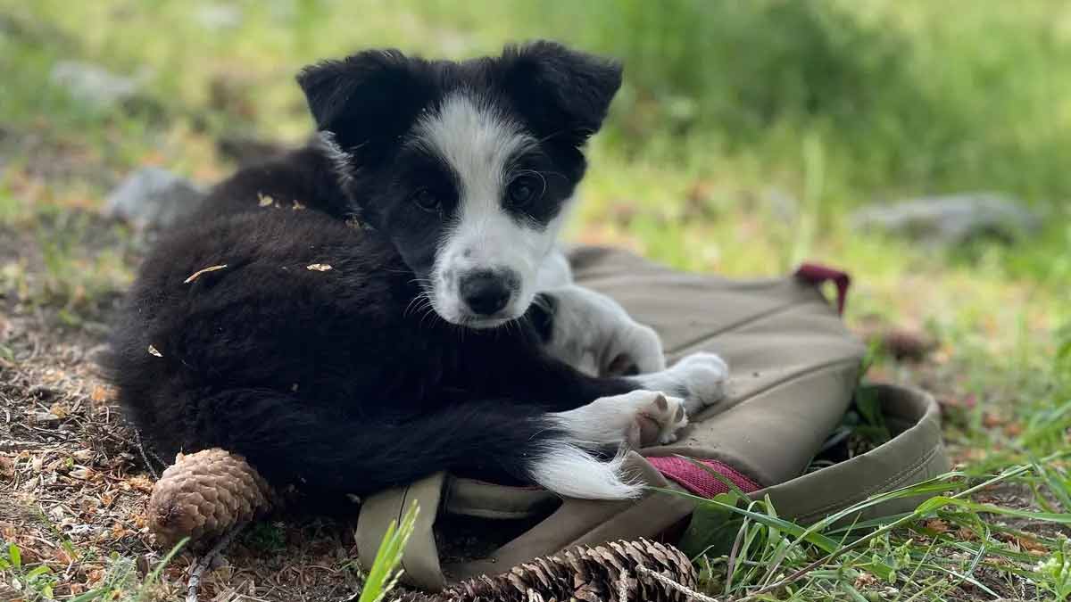 chienne abandonnée