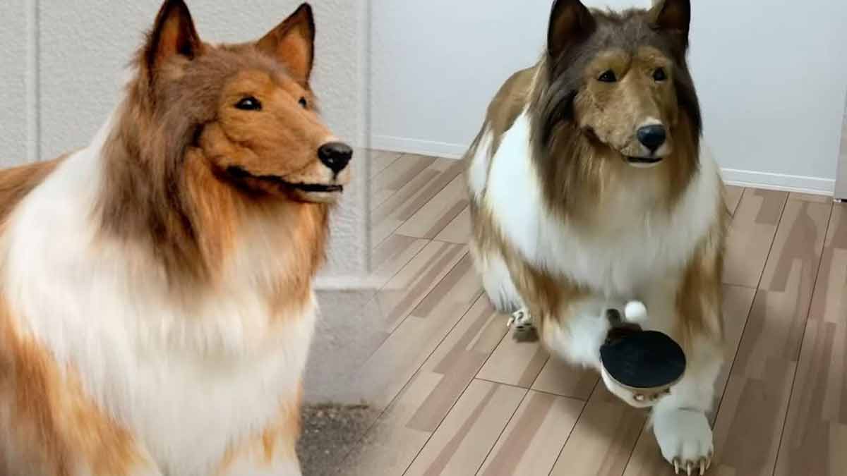 Du Japon à la transformation canine un incroyable voyage à 14 000 euros