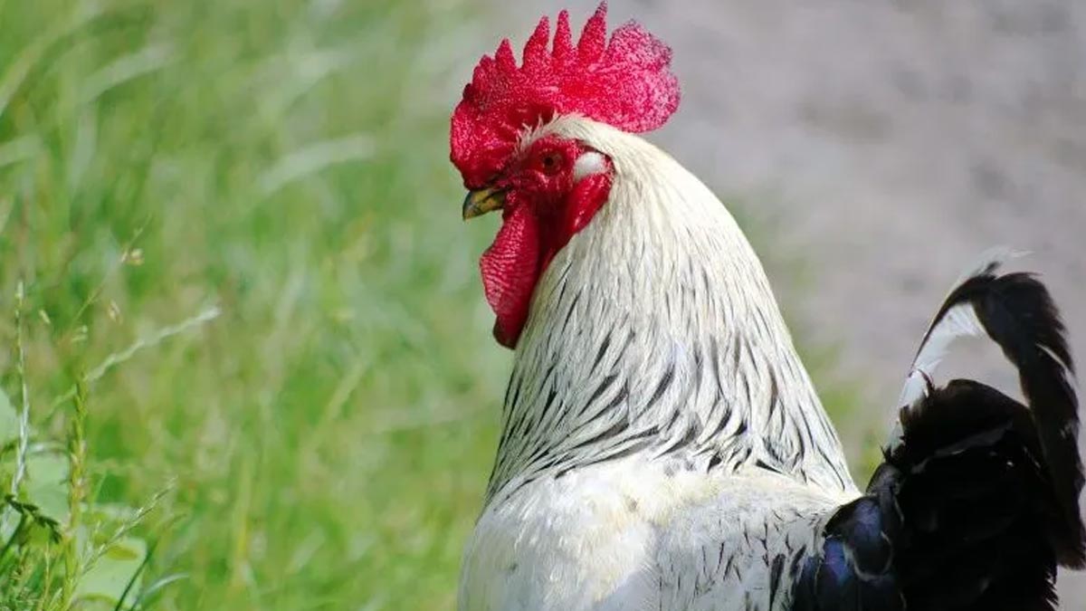 Le chant du coq Saturnin continuera d’être entendu le verdict du tribunal est très clair