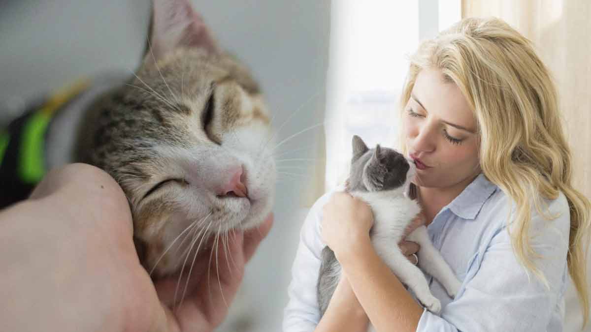 Les motivations profondes derrière les préférences des chats envers certaines personnes plutôt que d’autres