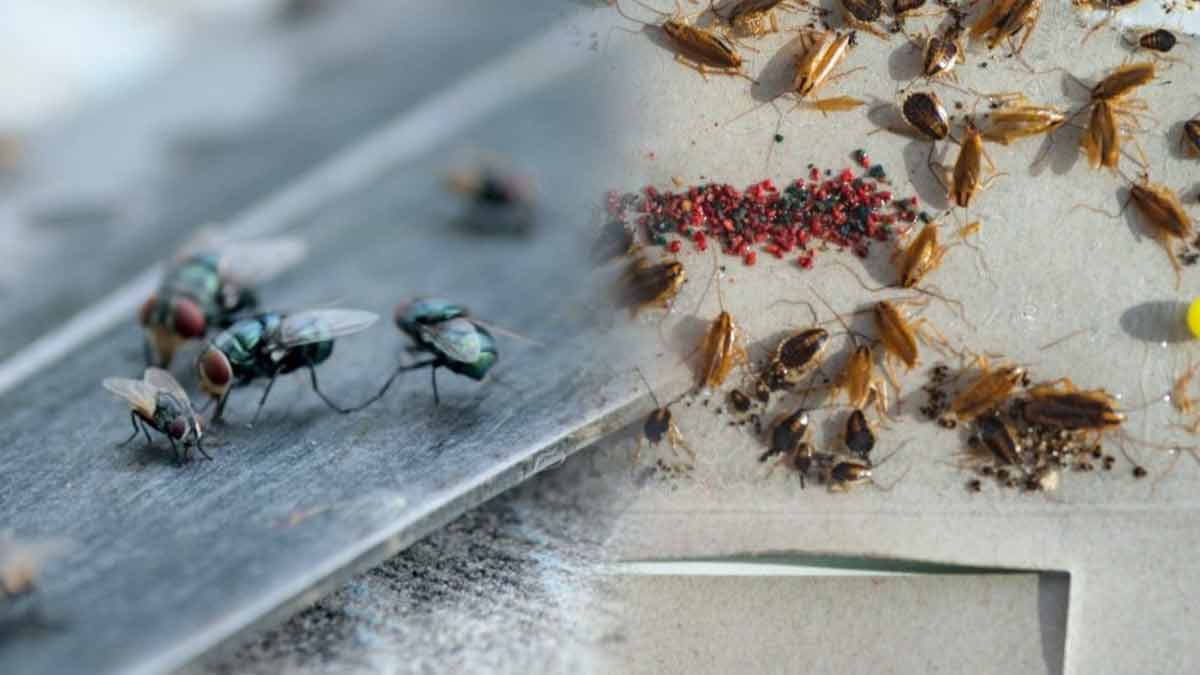 eliminer-les-mouches-avec-cette-astuce-magique-et-economique-fait-maison