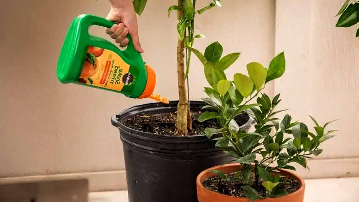 prendre soin de votre citronnier en pot