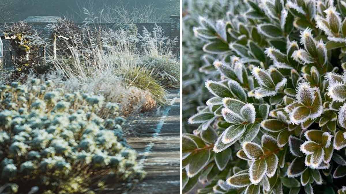 jardinage-hivernal-comment-prendre-soin-de-son-jardin-en-hiver