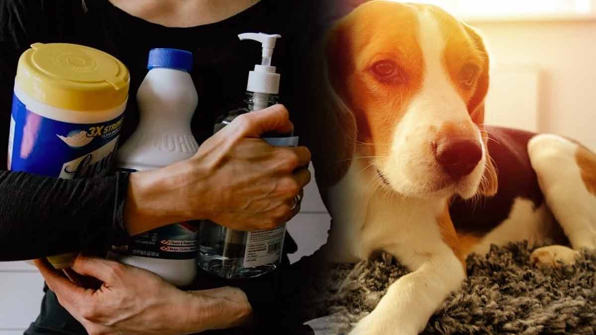 ces-produits-menagers-sont-toxiques-pour-vos-animaux-ne-les-utilisez-plus