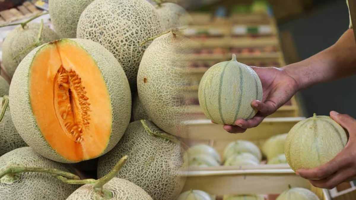 rappel-produit-des-melons-en-vente-chez-leclerc-rappeles-et-contamines-par-des-pesticides